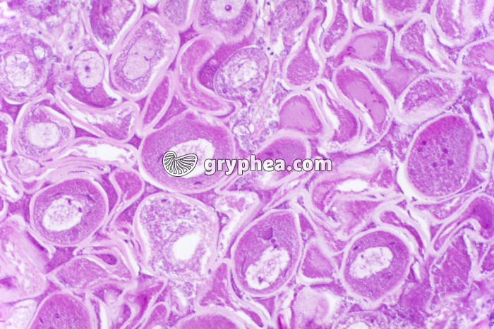 Hermaphrodisme Coquille St-Jacques x100 - gryphea.com